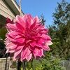 nancypetalver